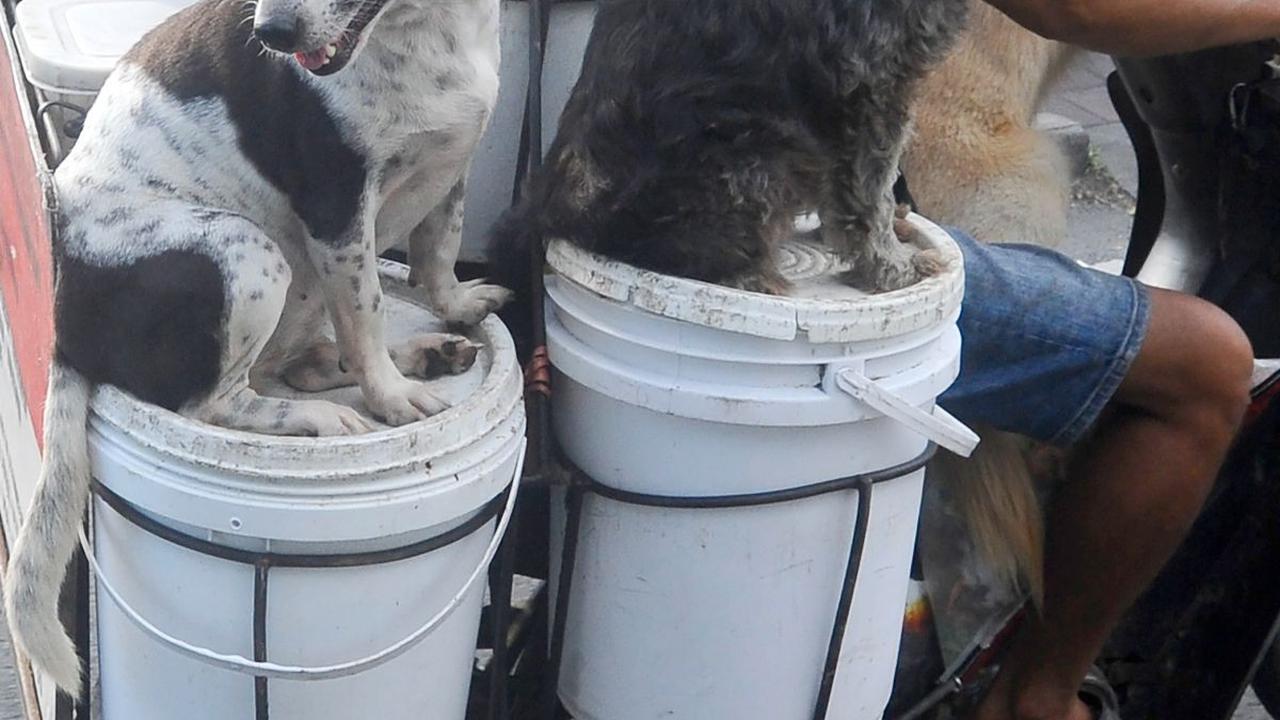 Selain menampung limbah rumah makan, ember-ember putih yang dibawa Lelut dengan sepeda motornya itu juga digunakan untuk menampung makanan anjing yang ia beli.