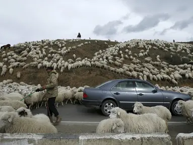 Sebuah mobil dikerumuni domba yang baru kembali merumput di pinggiran Tbilisi, Georgia, Rabu (11/11). Dalam setahun di Georgia mengalami 2 musim yang membuat domba dan peternaknya berpindah mencari rumput di tempat lain. (REUTERS / David Mdzinarishvili)