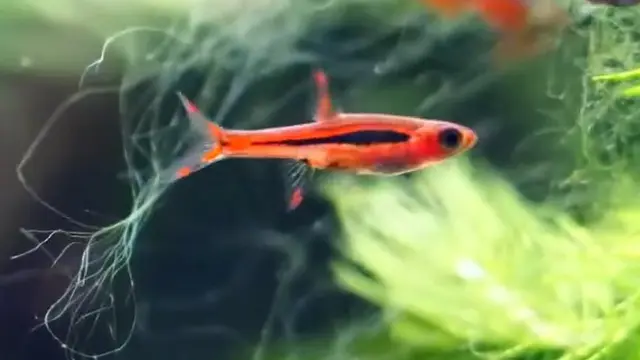 Chili Rasbora