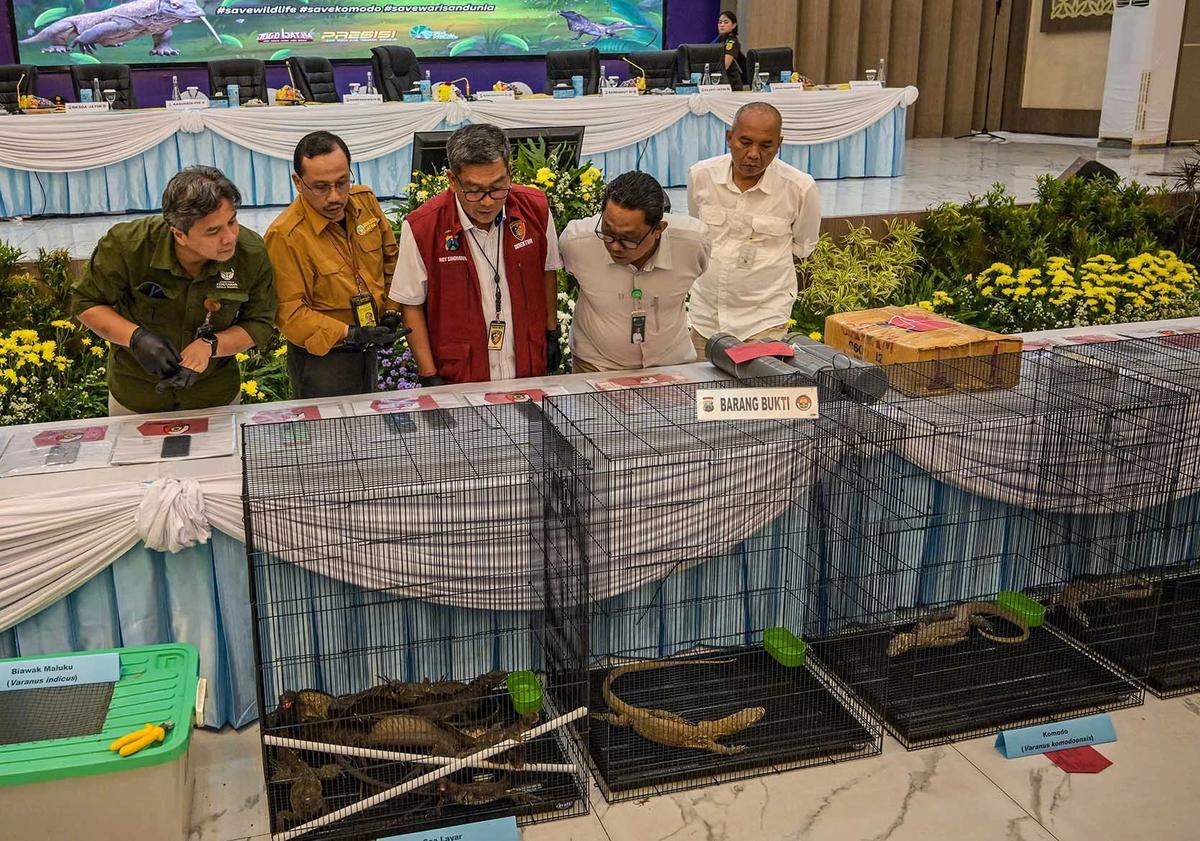 FOTO: Terungkap Harga Anakan Komodo Rp 500 Juta/ Ekor di Perdagangan Ilegal