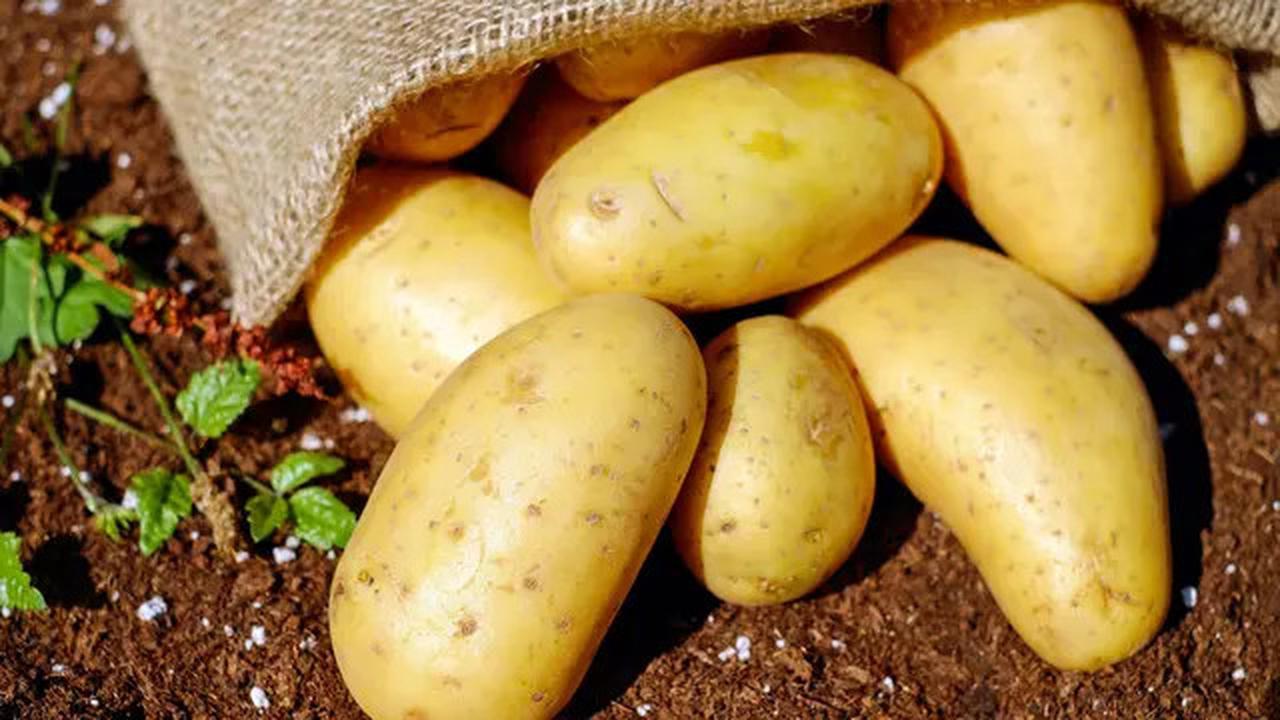 Rahasia Kentang Goreng Renyah dan Tahan Lama, Tips dan Trik Sukses