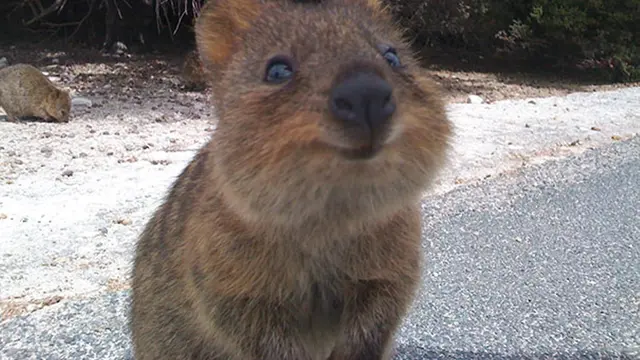 Quokka, Hewan Paling Bahagia Se-dunia!