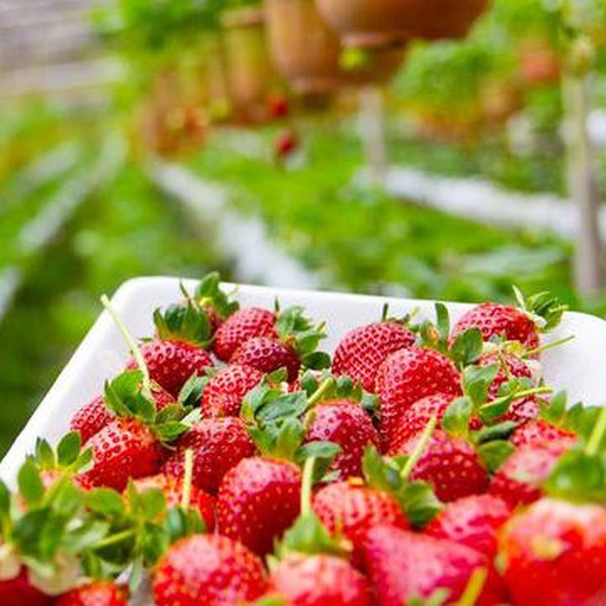 Cara Mudah Menanam Stroberi di Pot, Hasil Manis dan Cantik untuk Dekorasi Rumah