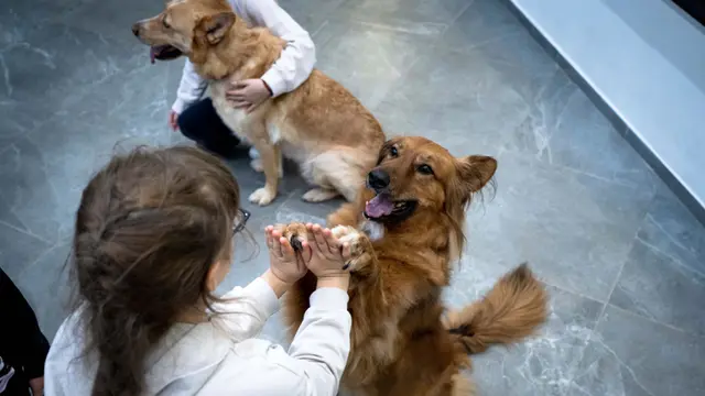 Terapi Trauma Perang dengan Bermain Bersama Anjing