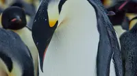 Pinguin jantan saat mengerami telur bayi pinguin di Benua Antartika. saat pejantan mengerami telur masa ini digunakan penguin betina untuk mencari makanan untuk dirinya sendiri dan calon penguin yang dierami pejantan. (Dailymail.co.uk)