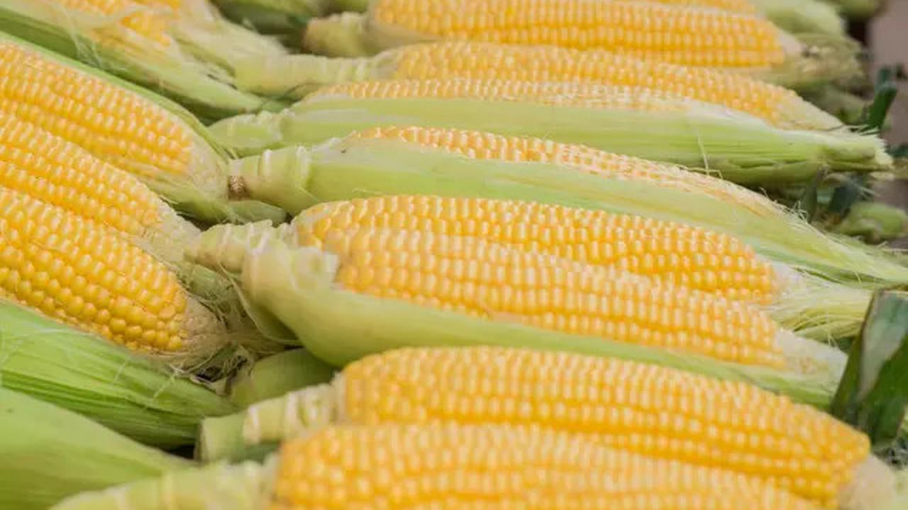 Cara Merebus Jagung denga Waktu Ideal yang Ideal agar Tetap Bergizi