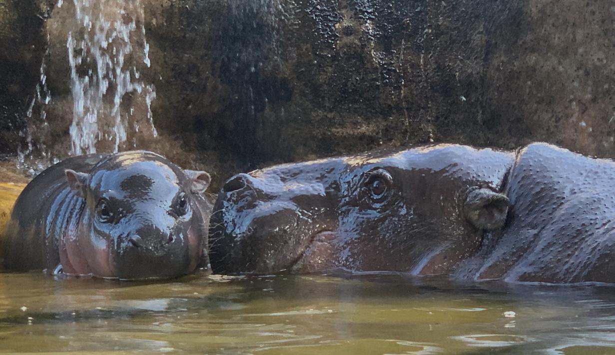 Bayi kuda nil kerdil jantan berusia dua hari berada di sebelah ibunya yang bernama Chiao Chiu saat bermain air di Taipei Zoo, Taiwan, Senin (12/8/2019). (Sam YEH/AFP)