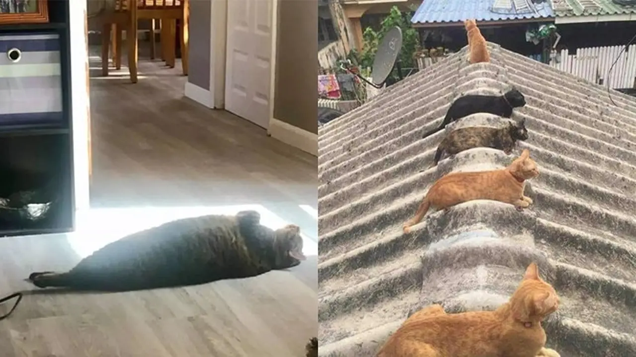 6 Potret Kucing Berjemur Ini Curi Perhatian, Pencari Vitamin D