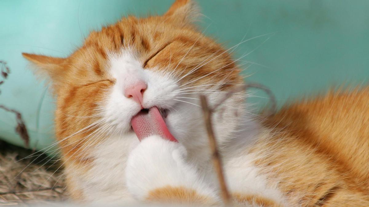 Bukan Cuma Pemanis, Ternyata Ini Fungsi Rahasia Kumis yang Ada pada Kucing