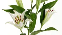 Ilustrasi bunga lily  (dok.unsplash/Dough Kelly)