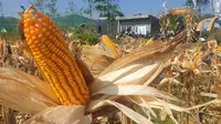 Beberapa tandan jagung varietas jagung R7 di kecamatan Bantarujeg, Kabupaten Majalengka, Jawa Barat, nampak tumbuh dengan optimal bebas dari serangan wabah penyakit bulai yang tengah melanda Majalengka saat ini. (Liputan6.com/Jayadi Supriadin)