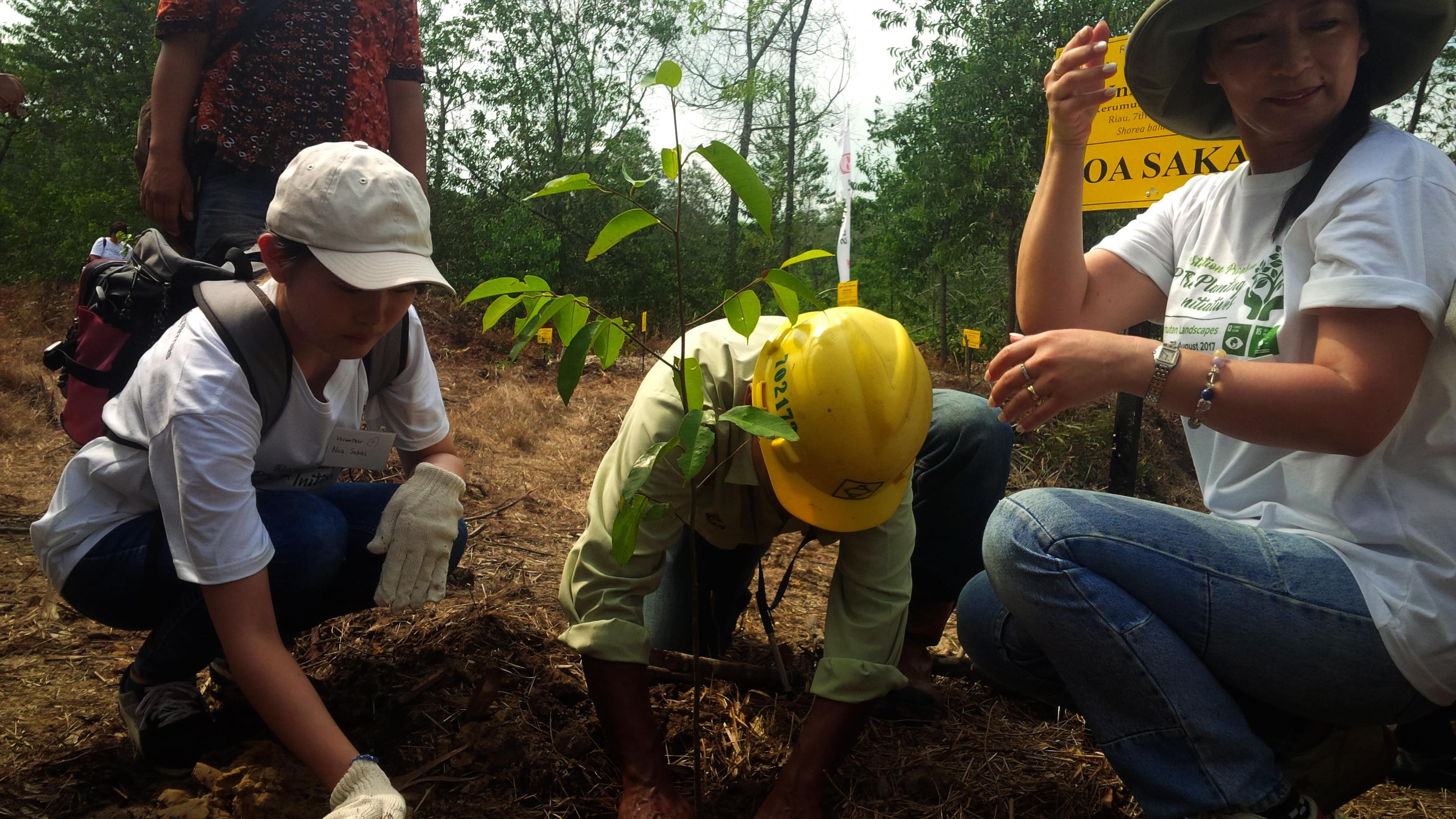 Sejumlah wanita Jepang berparas cantik tampak semangat menanam dan menyiram bibit pohon meranti di kawasan Sorek, Kabupaten Pelalawan, Riau. (Liputan6.com/M Syukur)
