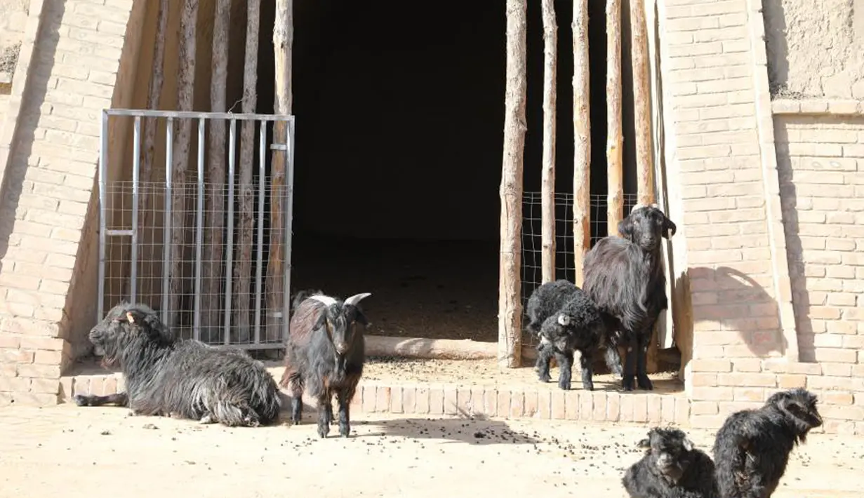 Sejumlah kambing beristirahat di gua tempat tinggal di peternakan milik koperasi pembiakan kambing hitam di Desa Wangwan, wilayah Zhenyuan di Provinsi Gansu, China, 21 Januari 2021. Gua tempat tinggal yang ditelantarkan diubah menjadi kandang kambing dalam beberapa tahun terakhir. (Xinhua/Ma Sha)
