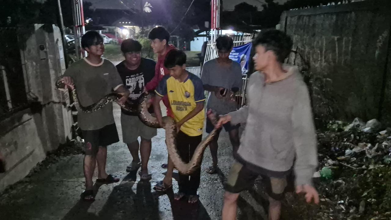 Geger Sanca Jumbo Berkeliaran di Pemukiman Warga Depok, Ini Penampakannya