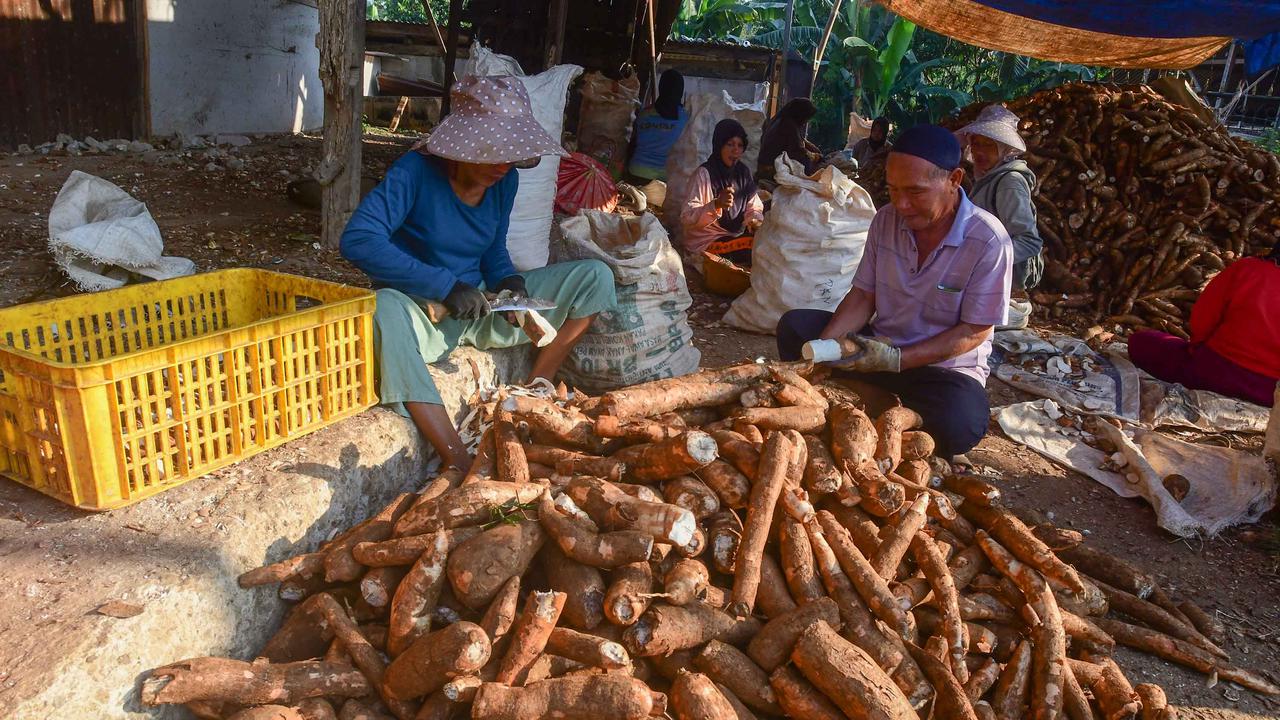 Dari Bogor Singkong Lokal Menembus Pasar Dunia