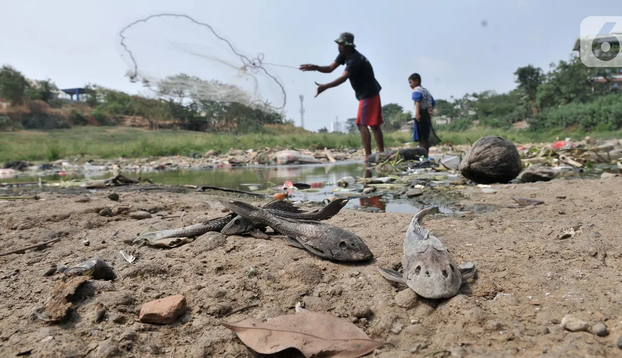 Sejumlah ikan mati ditemukan di aliran Kali Bekasi yang menyurut di kawasan Margahayu, Bekasi, Jawa Barat, Selasa (8/10/2019). Musim kemarau berkepanjangan menyebabkan debit air Kali Bekasi menurun dan hampir mengering di beberapa titik. (merdeka.com/Iqbal Nugroho)