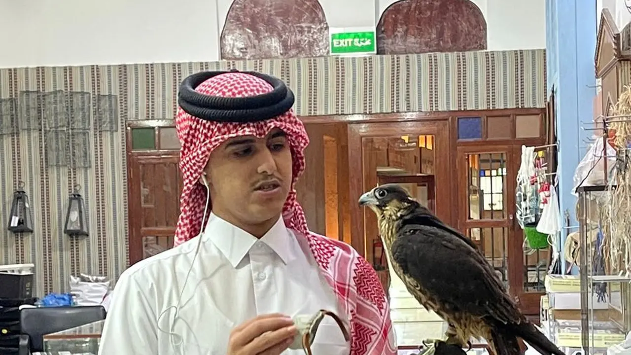 Burung Falcon