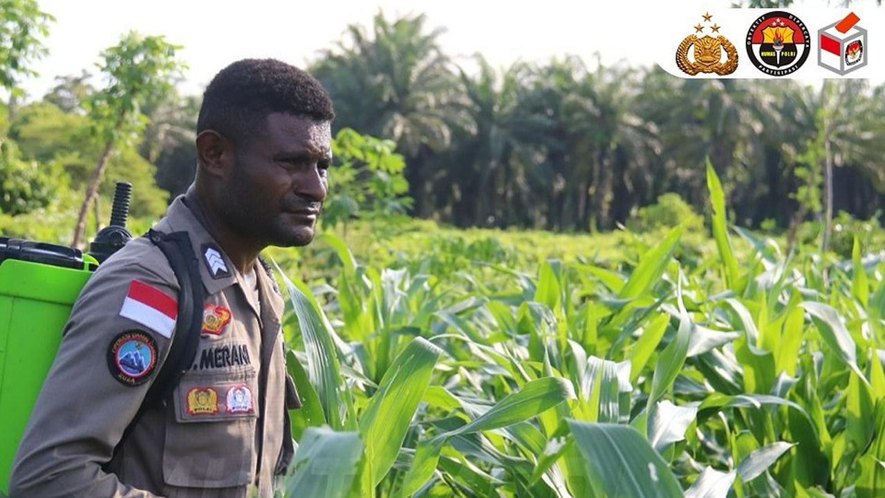 Ciptakan Peluang Ekonomi, Brigpol Viktor Merani Jadi Petani Tanam Aneka Tanaman Pangan di Papua