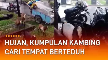 Aksi sekumpulan kambing ketika hujan deras menarik perhatian.