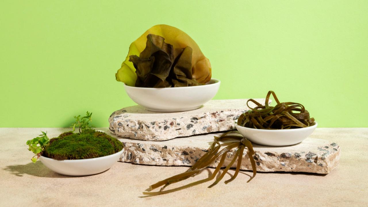 Ilustrasi Sea Vegetables