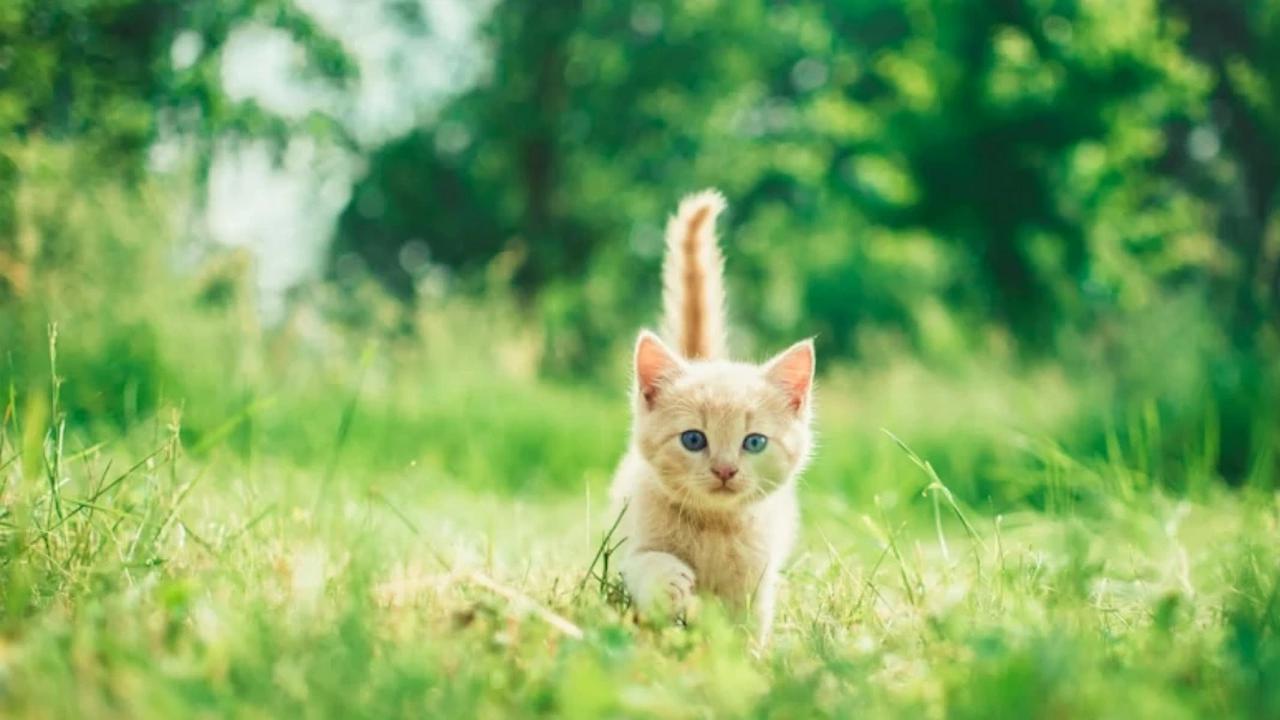 Ilustrasi Anak Kucing