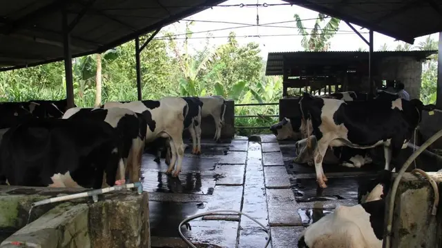 Dalam jangka waktu 7 tahun kedepan, diproyeksikan produksi susu sapi dapat mencapai 2,4 juta ton. (Dok Kementan)