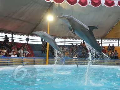 Dua ekor lumba-lumba melompat di atas air saat pertunjukan sirkus keliling di Kota Depok, Jawa Barat, Minggu (31/5/2015). Pertunjukan tersebut digelar hingga 14 Juni mendatang, dengan tarif antara Rp35ribu-Rp50ribu. (Liputan6.com/Herman Zakharia)