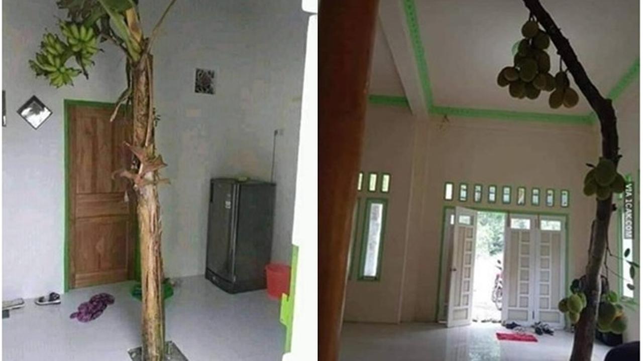 6 Potret Tanaman Tumbuh di Tempat Tak Biasa Ini Nyeleneh Banget