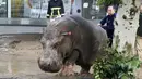 Seorang pria mengarahkan kuda nil setelah melumpuhkan hewan tersebut dengan senapan pembius, di Tbilisi, Georgia, Minggu (14/6/2015). Banjir yang melanda daerah tersebut menyebabkan sejumlah hewan lepas dari kebun binatang. (REUTERS/Beso Gulashvili)