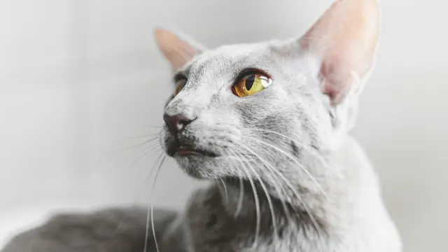 Oriental Shorthair