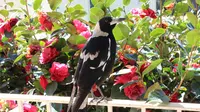 20150905 Canberra Bunuhi Burung Asli Australia, Magpie, burung asli Australia (ABC)