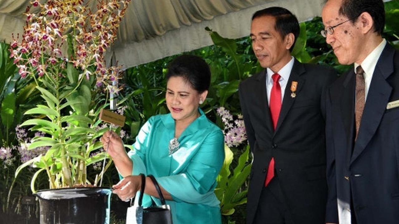 Ini anggrek bernama Iriana Jokowi di Singapura