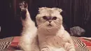 Taylor Swift sendiri pun miliki cameo kucing dalam salah satu video klip di album Reputationnya. (instagram/taylorswift)