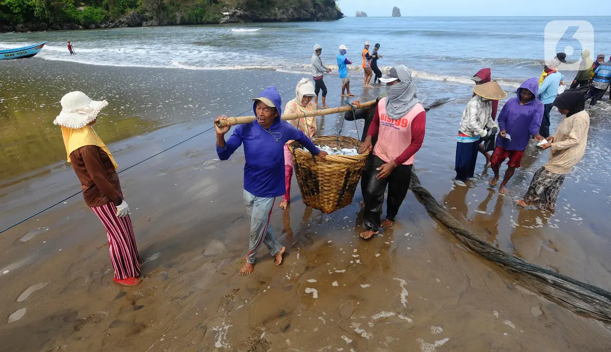 Pendapatan nelayan dari jaring tarik meningkat lebih dari 50 persen dari biasanya. (merdeka.com/Arie Basuki)