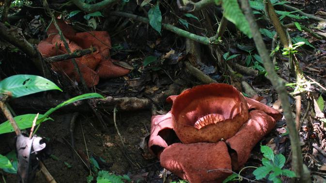 hHutan Sungai Kerapu sebelumnya memang telah sering dikunjungi oleh wisatawan mancanegara sebagai salah satu lokasi tracking.