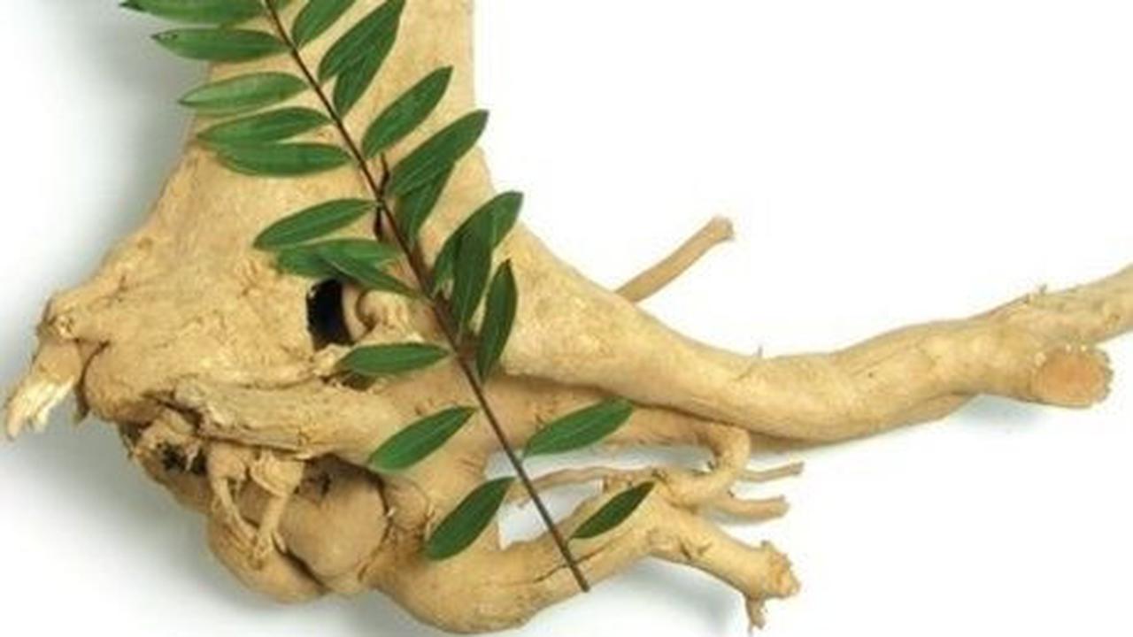 2. Pasak Bumi<br>