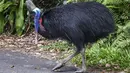 Foto yang diambil pada 7 April 2024 ini menunjukkan seekor burung kasuari sedang berdiri di jalan yang melewati kota Etty Bay, yang terletak di wilayah Cassowary Coast, Queensland Utara, sebelah selatan Cairns. (DAVID GRAY / AFP)