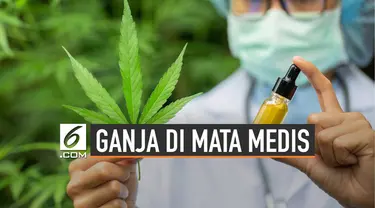 Ganja atau mariyuana, ternyata memiliki 100 bahan kimia berbeda yang disebut dengan cannabinoid.