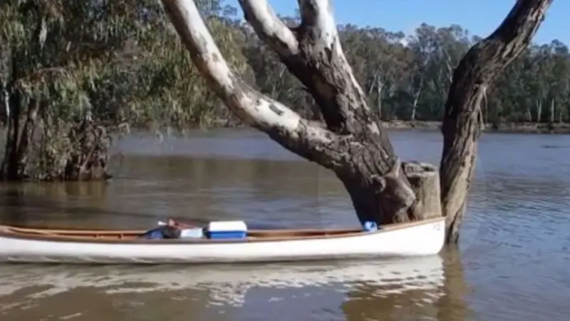 Koala yang jadi viral. (Vimeo/Chris Townsend)