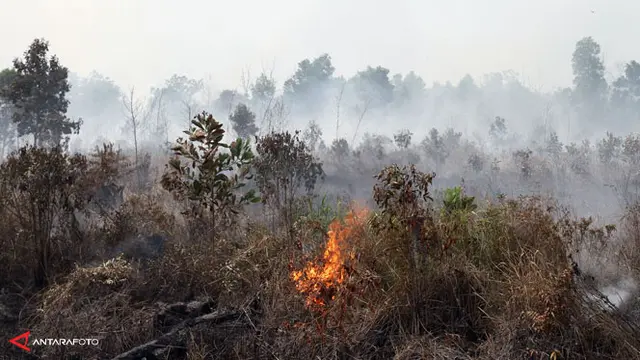 kebakaran-lahan-riau-140225c.jpg