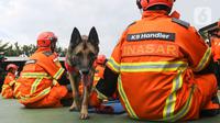 Anjing pelacak dihadirkan saat anggota tim Indonesia Search and Rescue (Inasar) mengikuti upacara pelepasan perbantuan internasional ke Turki yang dilanda gempa bumi di Lapangan Basarnas, Kantor Pusat Basarnas, Jakarta Pusat, Jumat (10/2/2023). Tim Inasar yang diberangkatkan berjumlah 47 orang, terdiri dari 42 anggota Basarnas, empat anggota K9 Polri, dan satu anggota medis dari RSCM. (Liputan6.com/Herman Zakharia)