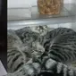 Viral Kucing Tidur Di Dalam Kulkas, Kelakuannya Bikin Gemas. (Sumber: TikTok/