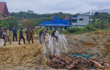 Badan Karantina Indonesia Musnahkan 227 Babi Ilegal di Nias, Cegah Penyakit Menular