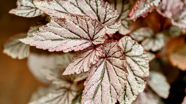 Begonia rex