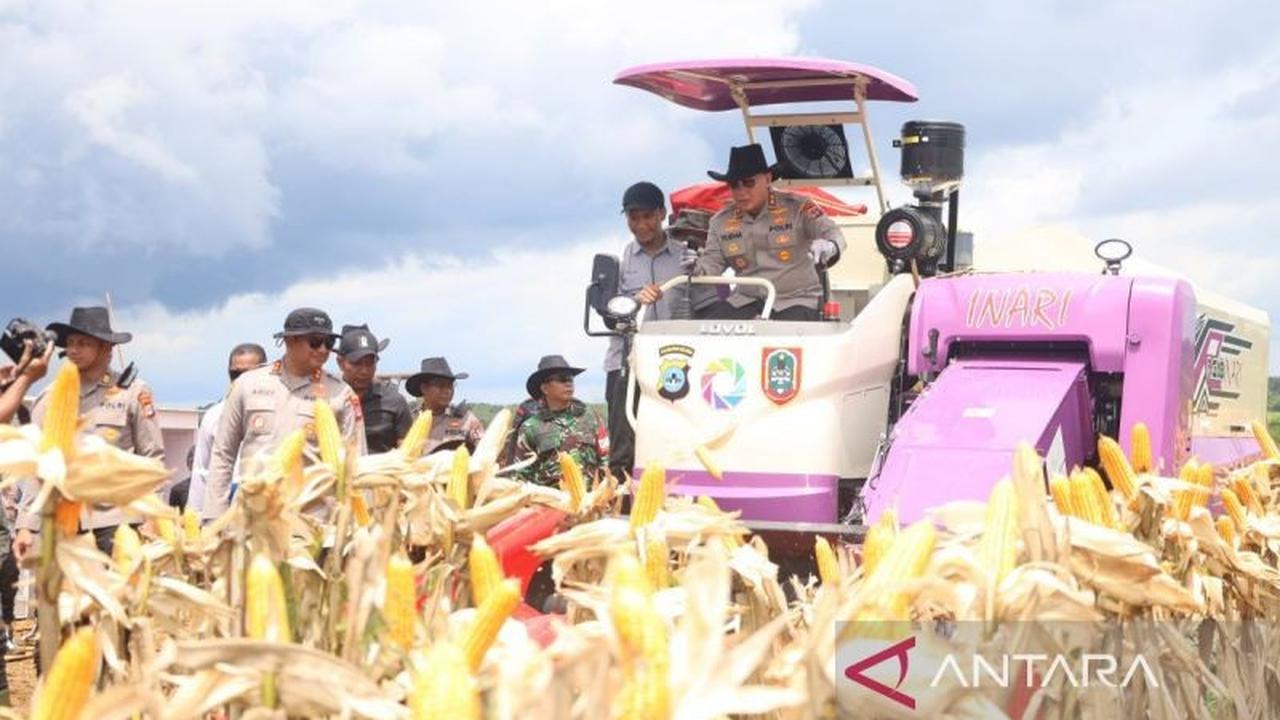 Fantastis, Polda Kalsel Panen Jagung 162 Ton dari 40,5 Hektare Lahan, Dukung Ketahanan Pangan Nasional!