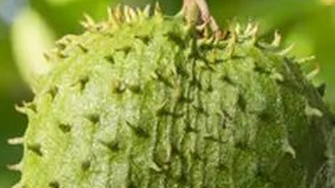 Sirsak kaya akan vitamin C. Vitamin ini memperkuat sistem kekebalan dan meningkatkan kemampuannya untuk bertahan melawan patogen. Tidak hanya vitamin C, beberapa nutrisi pada buah ini bisa membawa manfaat untuk kesehatan tubuh.
