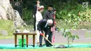 Raja Carl XVI Gustaf menanam pohon saat kunjungannya di Istana Bogor, Jawa Barat, Senin (22/5). Setelah melakukan penanaman pohon, Jokowi mengajak Raja Carl XVI Gustaf dan Ratu Silvia untuk berkeliling Kebun Raya Bogor. (Liputan6.com/Angga Yuniar)