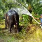 Gajah betina terakhir di kantong Rokan Hilir disemprot setelah dievakuasi dari habitat terakhirnya. (Liputan6.com/Dok BBKSDA Riau)