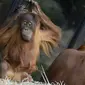 2 orangutan berbagi emosional dengan seorang ibu yang tengah menyusui bayinya di luar kandang.(Aww.com.au)