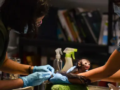 Olivia, seekor monyet laba-laba berusia 25 hari saat dirawat di klinik kebun binatang Cali, di Kolombia (19/10). Olivia ditemukan tidak sadar sekitar seminggu yang lalu usai terjatuh dari pelukan ibunya. (AFP Photo/Luis Robayo)